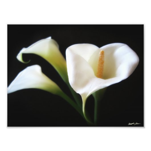 Impression Photo Elégante Calla Lily Flowers 9 Imprimer (Devant)