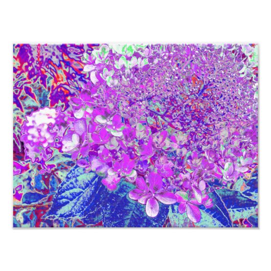 Impression Photo Élégante Hydrangée violette et bleu limelight (Devant)