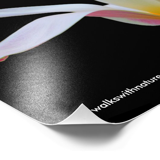 Impression Photo Élégante Lady Tulip Fleurs roses blanches (Coin)