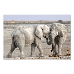 Impression Photo Eléphant