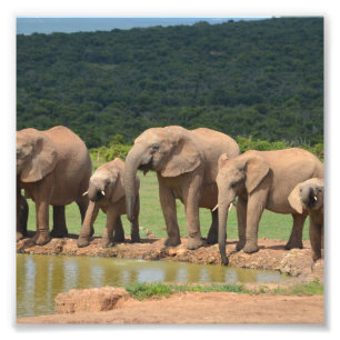 Impression Photo Éléphants