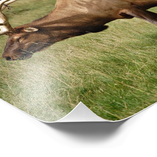 Impression Photo Elk (Coin)