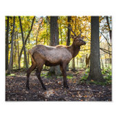 Impression Photo Elk à l'automne (Devant)