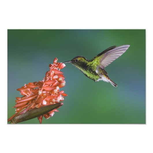 Impression Photo Émeraude à tête de cuivre, cupreiceps Elvira, (Devant)