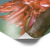 Impression Photo Émeraude à tête de cuivre, cupreiceps Elvira, (Coin)