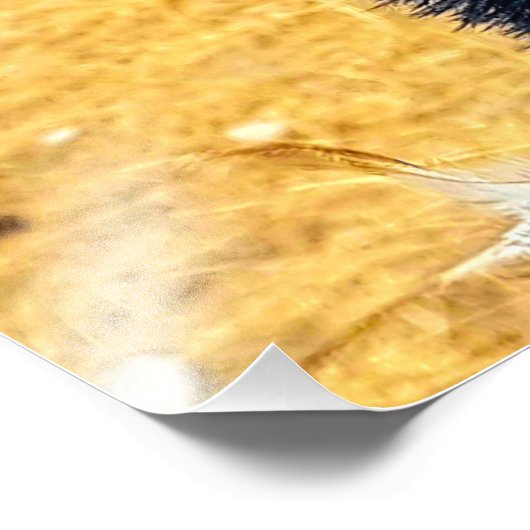 Impression Photo Emu (Coin)