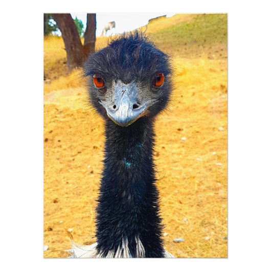 Impression Photo Emu (Devant)