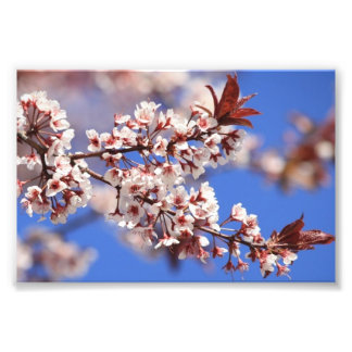 Impression photo en fleurs de prune