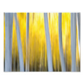 Impression Photo Entouré d'Aspen (Devant)