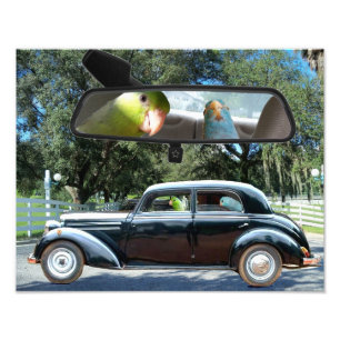 Impression Photo Entraînement de Mlle Daisy Pacific Parrotlets