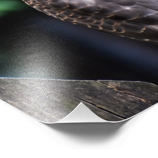 Impression Photo Éperroche femelle (Coin)