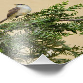 Impression Photo Épervier (Coin)