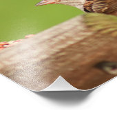 Impression Photo Épervier à croustillage à l'éleveur d'oiseaux (Coin)