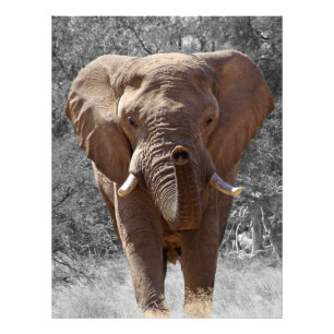 Impression Photo Éphant de brousse africain