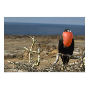 Impression Photo Équateur, Galapagos, Île Genovesa. Prince