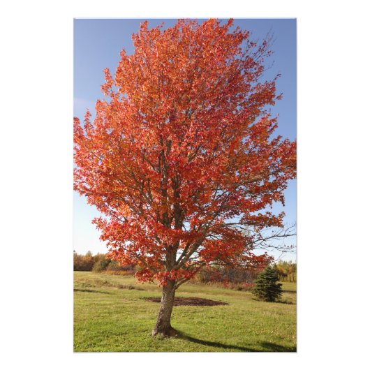 Impression Photo Érable d'automne avec feuilles rouges en feu (Devant)