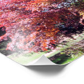 Impression Photo érable japonais (Coin)