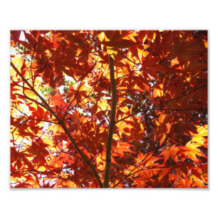 Impression Photo Érable japonais au soleil
