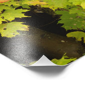 Impression Photo Érables d'automne et bouleau, Blanc (Coin)