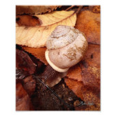 Impression Photo Escargot (Devant)
