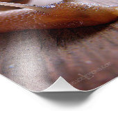 Impression Photo Escargot (Coin)
