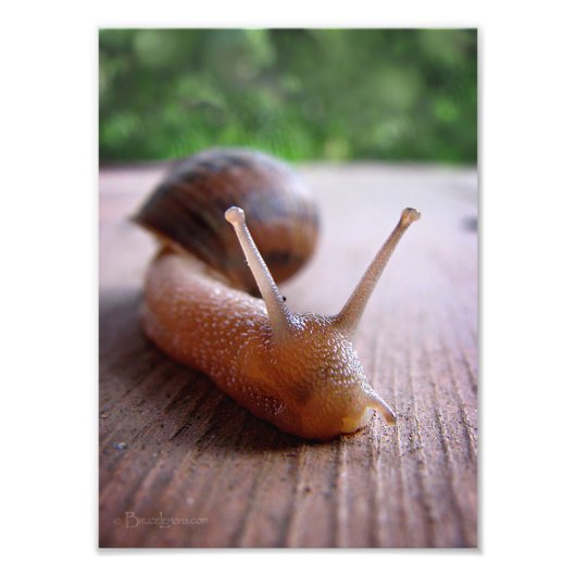 Impression Photo Escargot (Devant)