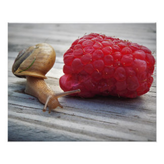 Impression Photo escargot
