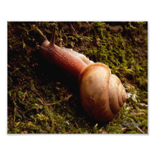 Impression Photo Escargot