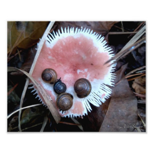 Impression Photo Escargots endormis