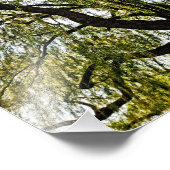 Impression Photo espoir du printemps muet (Coin)