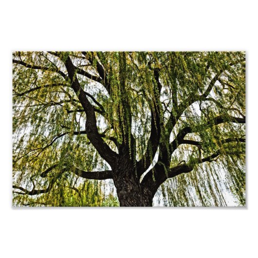 Impression Photo espoir du printemps muet (Devant)