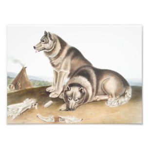 Impression Photo Esquimaux Chien (Canis familiaris) Illustration