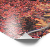 Impression Photo États-Unis, Alaska, Denali NP, femelle Grizzly Bea (Coin)