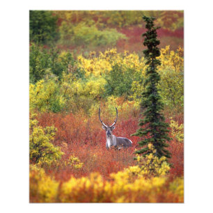 Impression Photo États-Unis, Alaska, Parc national de Denali. Carib