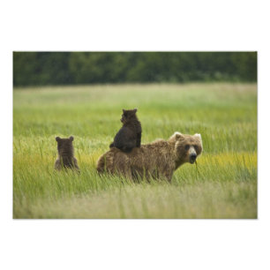 Impression Photo États-Unis, Alaska, parc national de Lake Clark