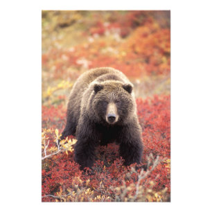 Impression Photo États-Unis, Alaska, Parc national Denali, ours gri