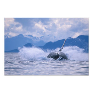 Impression Photo États-Unis, Alaska, Tongass National Forest, Bossu