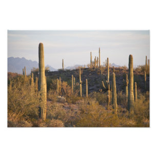 Impression Photo États-Unis, Arizona, désert de Sonoran, Ajo, Ajo