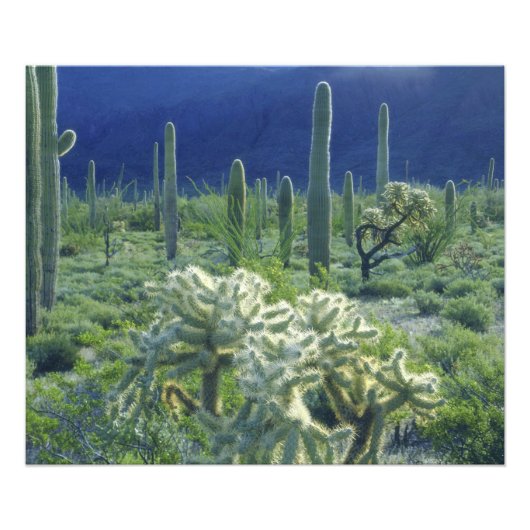 Impression Photo États-Unis, Arizona, Organ Pipe Cactus National (Devant)