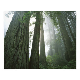 Impression Photo États-Unis, Californie, Parc national de Redwood,