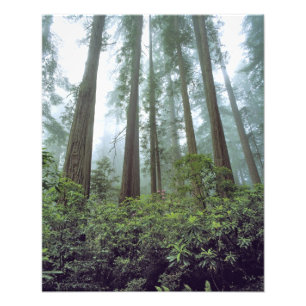 Impression Photo États-Unis, Californie, Parc national de Redwood.