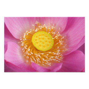 Impression Photo États-Unis; Caroline du Nord; Lotus en fleurs dans