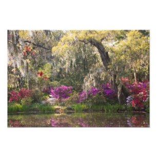 Impression Photo États-Unis, Caroline du Sud, Charleston. Cyprès 2