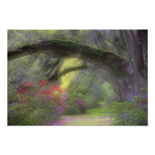 Impression Photo États-Unis, Caroline du Sud, Jardins de Magnolia.