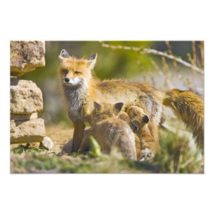 Impression Photo États-Unis, Colorado, Breckenridge. Renard roux mè