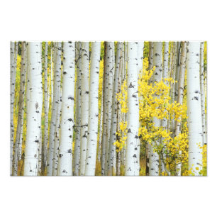 Impression Photo États-Unis, Colorado, White River National Forest,
