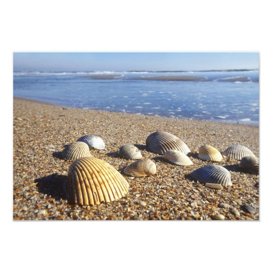 Impression Photo États-Unis, Floride, coquillages côtiers (Devant)