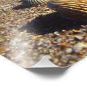 Impression Photo États-Unis, Floride, coquillages côtiers (Coin)