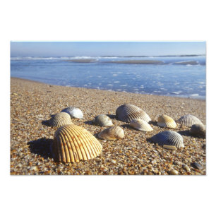 Impression Photo États-Unis, Floride, coquillages marins côtiers
