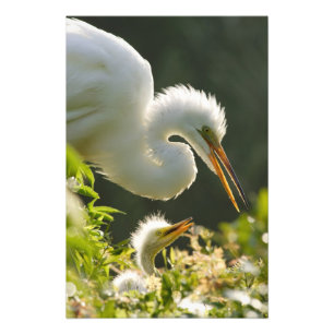 Impression Photo États-Unis, Floride, St. Augustine, Ferme de croco